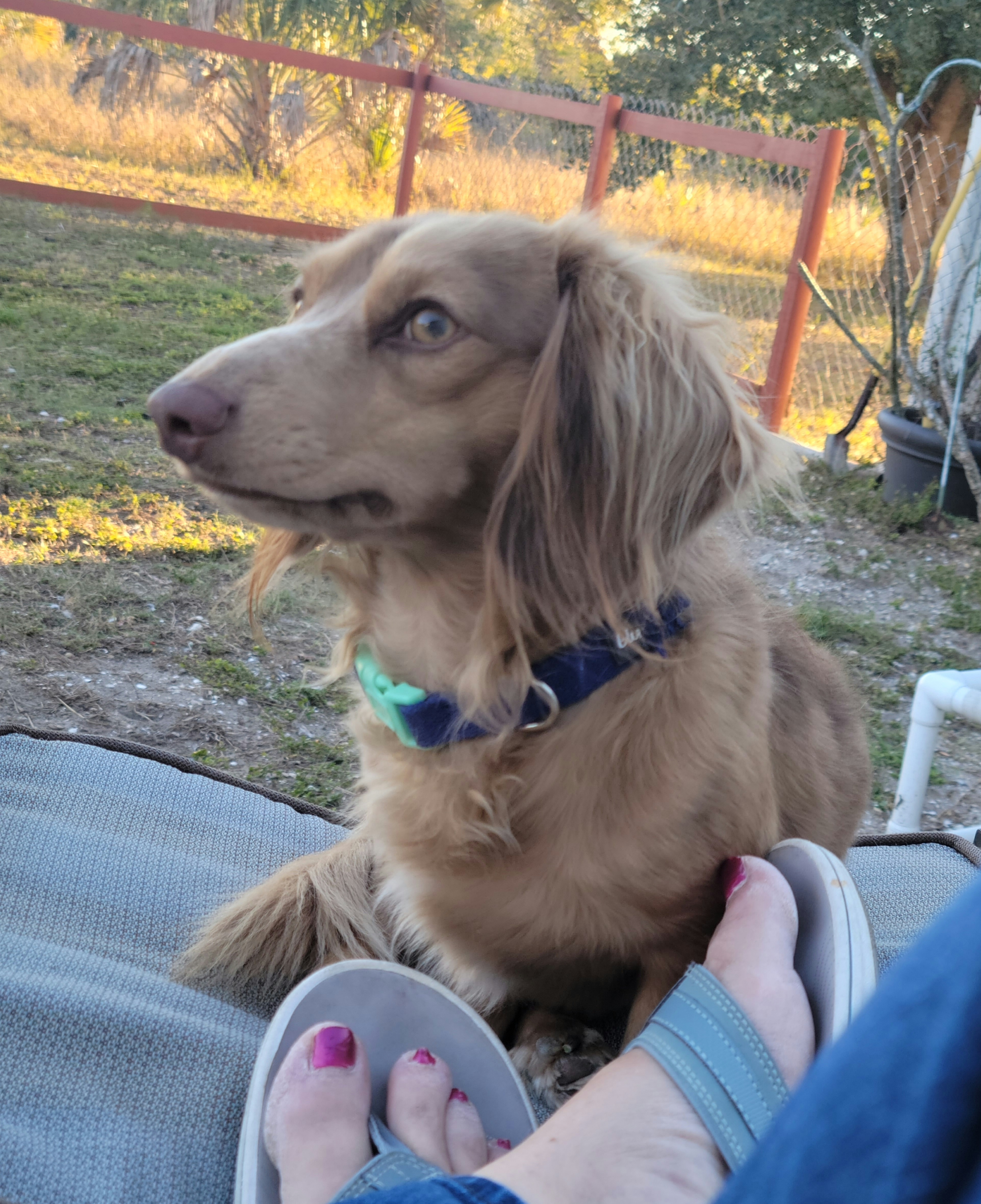 Weiner - Dachshund