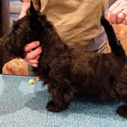 Scottish Terrier Puppies from Gallica Scottish Terriers