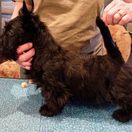 Scottish Terrier Puppies from Gallica Scottish Terriers
