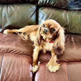Neo - Cavalier King Charles Spaniel