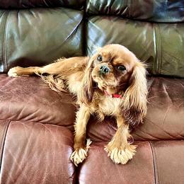 Neo - Cavalier King Charles Spaniel