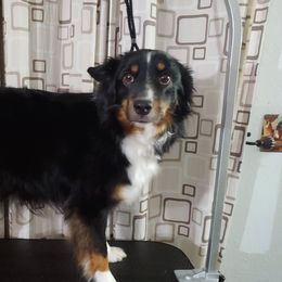 Bella - Miniature Australian Shepherd