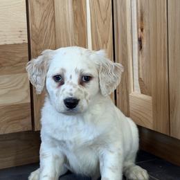 Halo - White and lemon male Dalmatian puppy in Sedalia, Missouri from Missouri Dalmatians