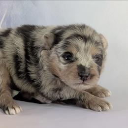 Bruno - Blue merle male Pomeranian puppy in Fultonville, New York from Sandy Aussies & Pomeranians