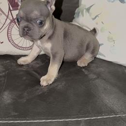 Girl 2 - Cream female French Bulldog puppy in Reading, Pennsylvania from Lomi Kennel