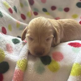Girl 1 AKC 3900 - Cream female Dachshund puppy in Ocala, Florida from Island Farms Mimi’s Dachshunds Florida