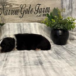 Solo - Black and white male Border Collie puppy in Moody, Texas from Narrow Gate Farm