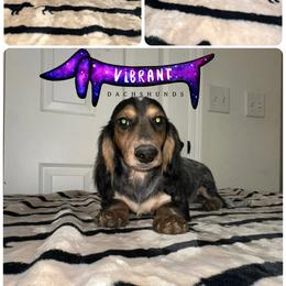 Orange collar - Piebald male Dachshund puppy in Turlock, California from Vibrant Dachshunds