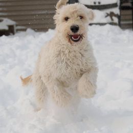 Goldendoodle All Grown Up from Mermaids Lair Doodles