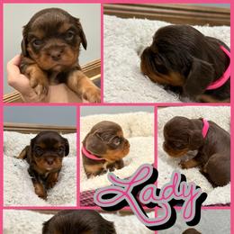 Lady - Chocolate female Cavalier King Charles Spaniel puppy in Ellisville, Mississippi from Malu Lani Cavaliers