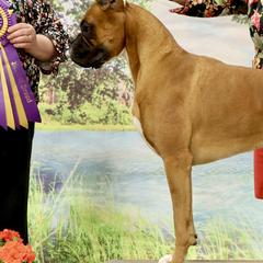 Boxers from FarMore Boxers