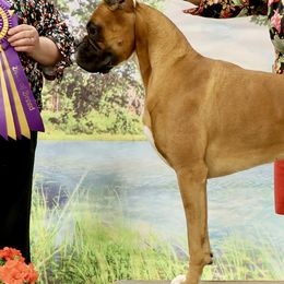Boxers from FarMore Boxers