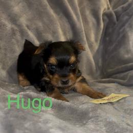 Hugo - Black and tan male Yorkshire Terrier puppy in Seneca, Missouri from M.Y. Morkies and Yorkies