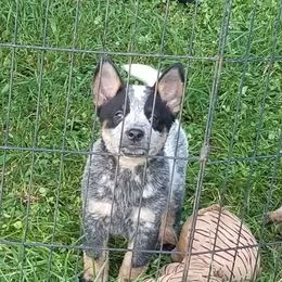 Male pup - Blue male Australian Cattle Dog puppy in Unicoi, Tennessee from Buffalo Valley AKC Australian Cattle Dogs
