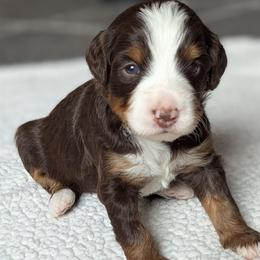 Brown - Tri-color male Bernedoodle puppy in Connecticut from Valley View Doodles
