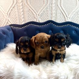 Cavalier King Charles Spaniel Puppies from Ohana Cavalier King Charles Spaniels