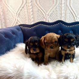 Cavalier King Charles Spaniel Puppies from Ohana Cavalier King Charles Spaniels