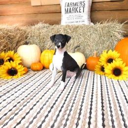 Yara Male 1 - Black male Italian Greyhound puppy in Caryville Fl And Sparta Tn, Tennessee from Summerwind Kennel