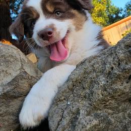 Chunky Cheddar - Red tri-color male Miniature American Shepherd puppy in Santa Rosa, California from BennettValleyAussies