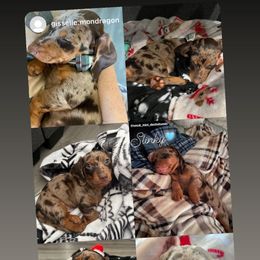 Dachshund Puppies from SoCal Mini Dachshunds