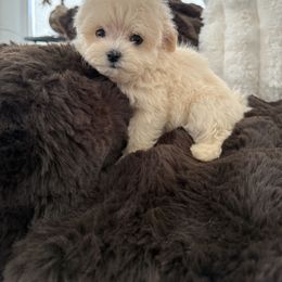Goldendoodle, Maltipoo, and Yorkipoo Puppies from Doodle Pups Fur-Ever