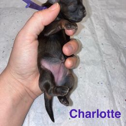 Charlotte - Sable female Shih Tzu puppy in Kettering, Ohio from The Ruff Life Tribe