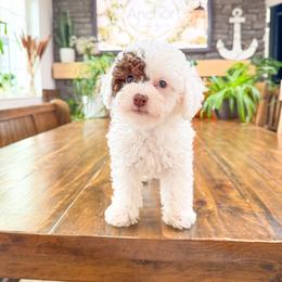 S n o o p y   ( Poochon teddy bear ) heart nose - male Cavapoochon puppy in Hooper, Utah from Anchor Dogs