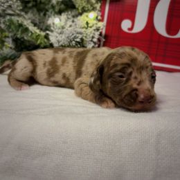 Aspen - Dapple male Dachshund puppy in Lumber City, Georgia from CarolinaDachshunds