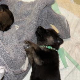 German Shepherd Puppies from Legacy K9’s