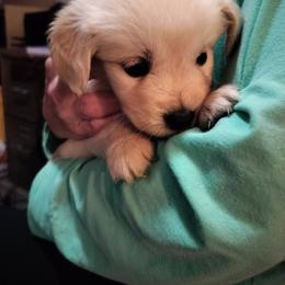 PurpleishBlue - Light golden female Golden Retriever puppy in Madison, Ohio from Heckmans English Cream Golden Retrievers