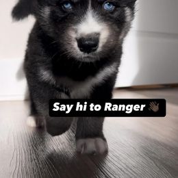 Siberian Husky Puppies from FamilyFur