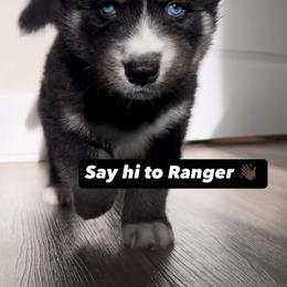 Siberian Husky Puppies from FamilyFur