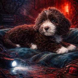 Hot Pink Collar - Brown and white female Cockapoo puppy in Richmond, Kentucky from The Doting Doodle