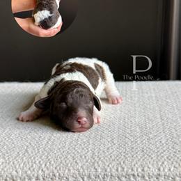 Arroyo - Brown and white male Bernedoodle puppy in Tulsa, Oklahoma from The Poodle Co. Raising Doodles & Poodles