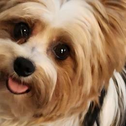 Yorkipoos and Yorkshire Terriers from GRIFFEY'S SPA AND KENNEL