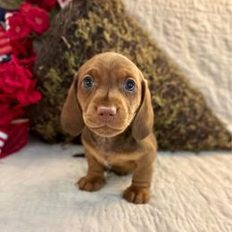 Astro - Red male Dachshund puppy in Hensley, Arkansas from The Dachshund Barn