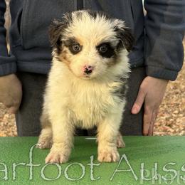 Boy 1 - Blue merle male Australian Shepherd puppy in Lowell, Indiana from Bearfoot Aussies and Tollers
