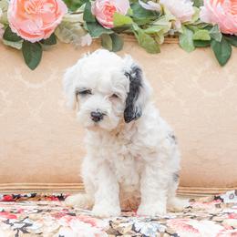 Jackson Pollock - Chalk Australian Labradoodle puppy in Statesville, North Carolina from Rose Cottage Labradoodles