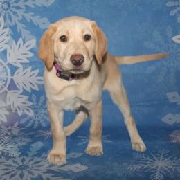 Vixen - Yellow Labrador Retriever puppy in New Jersey from SommerLabs