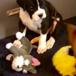 Boxer Puppies from Venician Boxers