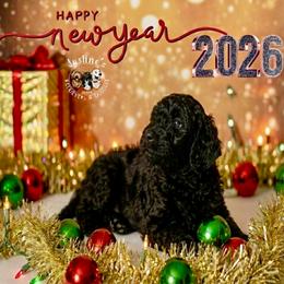 Schroeder - Black male Goldendoodle puppy in Sterling, Connecticut from Justine’s Retrievers and Doodles