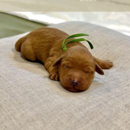 Goldendoodle Puppies from Ruby Pupper Doodles