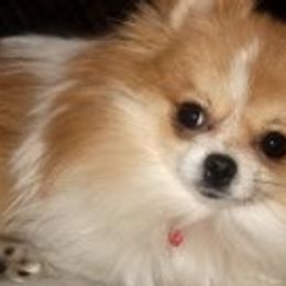 American Corgis and Pomeranians from Circle R Kennels