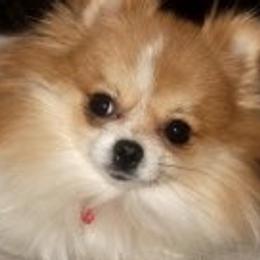 American Corgis and Pomeranians from Circle R Kennels