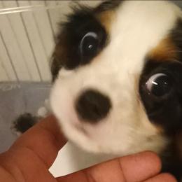 Boy 3 - Tri-color male Cavalier King Charles Spaniel puppy in East Providence, Rhode Island from Marta's Cavaliers