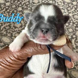 Buddy - Blue and white male Shih Tzu puppy in Cordova, Tennessee from TrueLine kennels