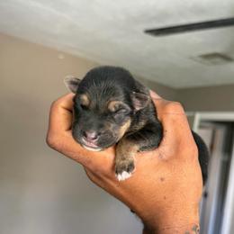 Mercury - Bi-color male German Shepherd puppy in Lake Charlse, Louisiana from Dettaalpha Kennels