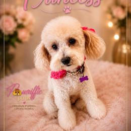 Princess - Poodle