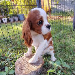 Noje - Blenheim male Cavalier King Charles Spaniel puppy in Phoenix, Arizona from Royal Desert Cavaliers