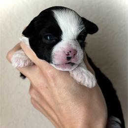 Bandit- Beautiful Puff Boy - Black and white male Chinese Crested puppy in Tomball, Texas from Gracieux Chinese Cresteds